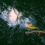 Lunar Warbler